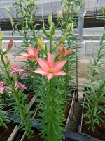 [5005 Little Kiss No02.JPG]